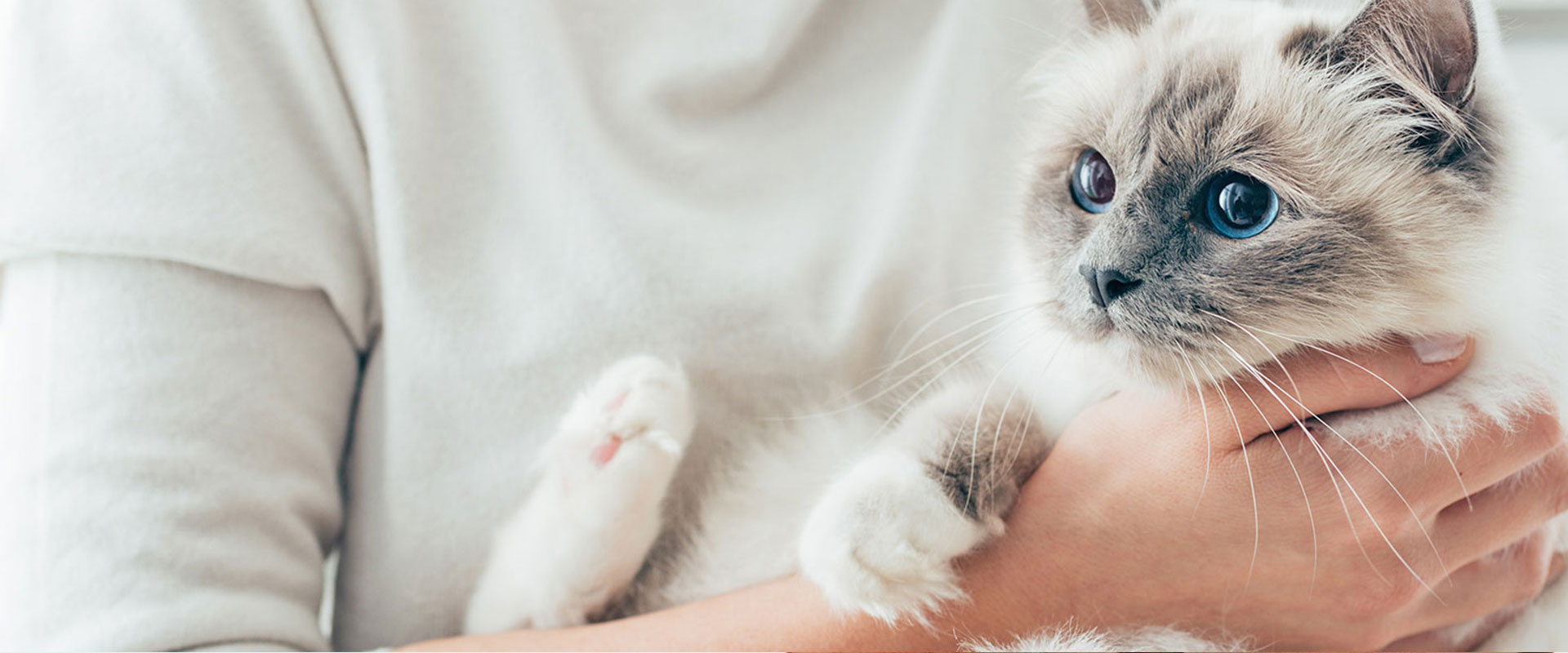 Best Pet Salon service in Chennai