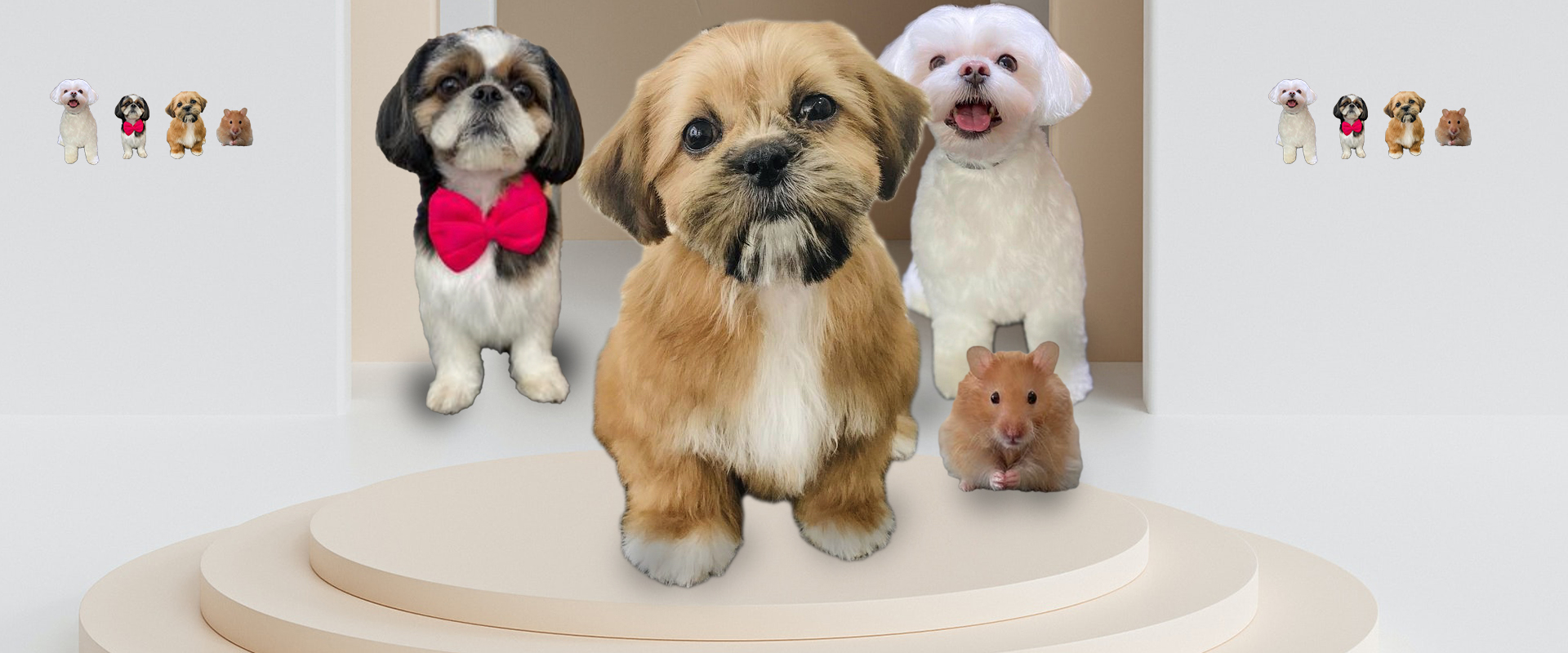 Pet Hair Cut in Chennai
